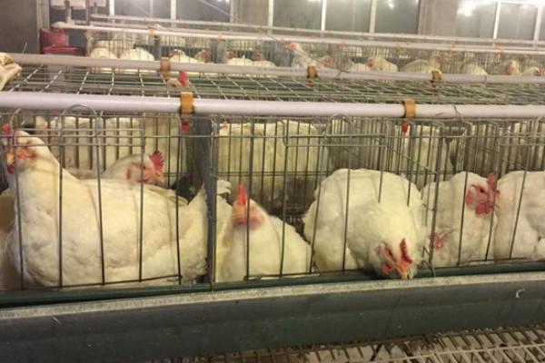 白羽肉鸡的饲养管理技术