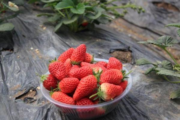 梦见摘草莓是什么意思 女人梦到摘草莓又大又红有什么预兆