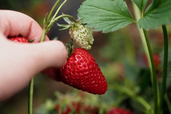 梦见摘草莓是什么意思 女人梦到摘草莓又大又红有什么预兆