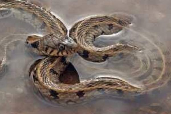 梦见蛇吃鱼是什么意思 梦到鱼蛇水有什么预兆