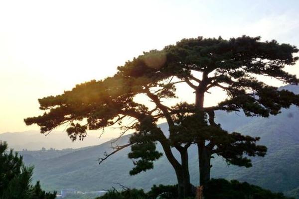 梦见松树是什么意思 梦到成片的松树有什么预兆