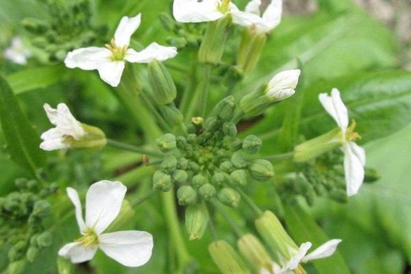 梦见花菜是什么意思 孕妇梦到白色的花菜有什么预兆