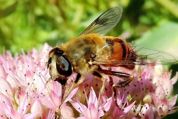 梦见蜜蜂是什么意思 梦到一群蜜蜂蛰自己有什么预兆