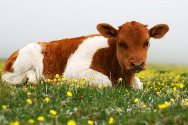 属牛的是什么性格 属牛的幸运数字是多少
