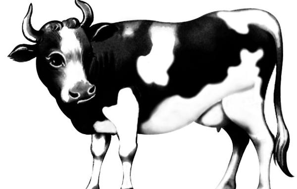 属牛的是什么性格 属牛的幸运数字是多少