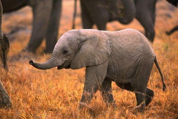 梦见白象是什么意思 孕妇梦见小象有什么预兆
