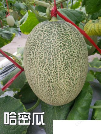 网纹甜瓜和哈密瓜是同一种水果吗 网纹甜瓜和哈密瓜有什么区别