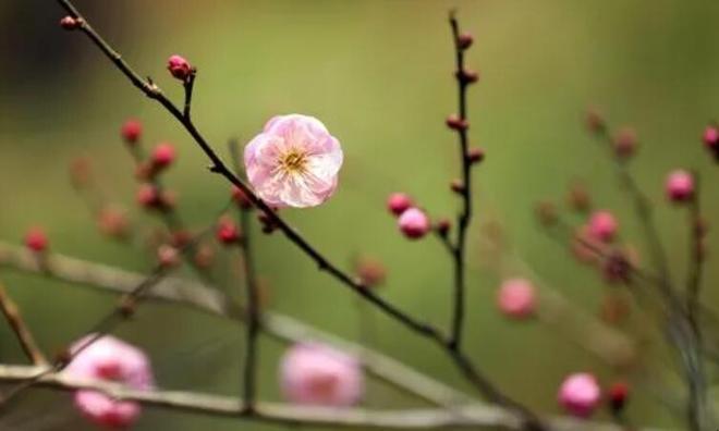 梅花开了怎么扩句