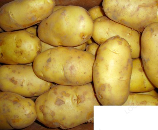 土豆放冰箱会中毒吗 土豆怎么保存不发芽