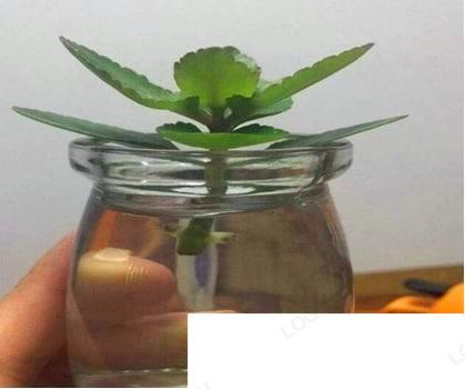 花骨朵插在水里怎么办