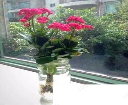 花骨朵插在水里怎么办