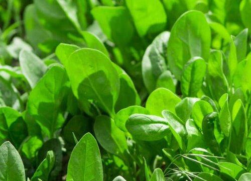 绿叶蔬菜有哪些 绿色叶菜类蔬菜图片及名称大全