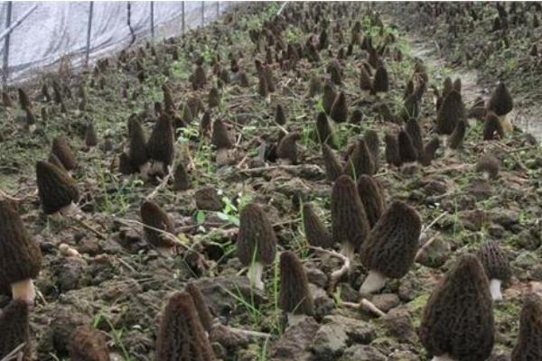 羊肚菌多少钱一斤，附羊肚菌的市场前景和鉴别方法