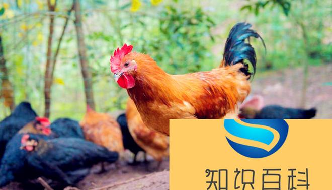 中国四大名鸡是哪四种 中国四大名鸡有哪些