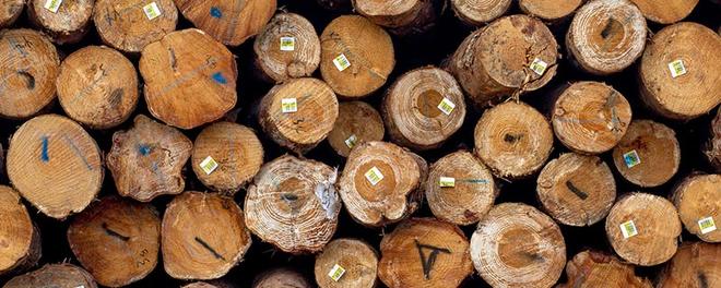 新鲜木头怎么防止开裂 新鲜木头防止开裂的方法