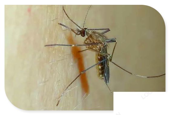 为什么孩子更招蚊子 怎样让孩子避免被蚊子咬