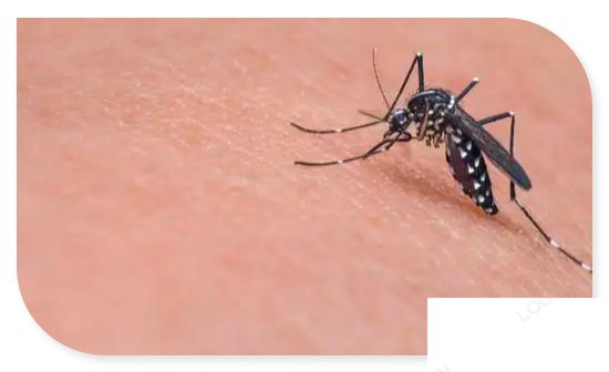 为什么孩子更招蚊子 怎样让孩子避免被蚊子咬