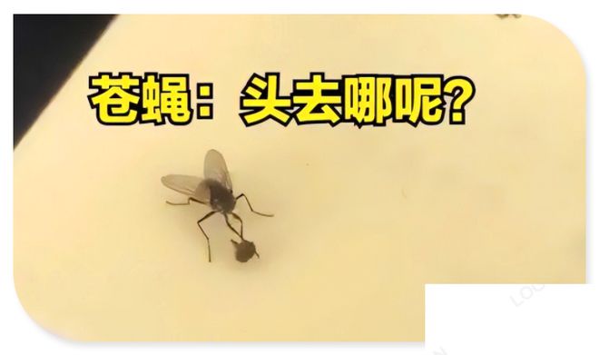为什么徒手打苍蝇很困难 无头苍蝇为什么不会死