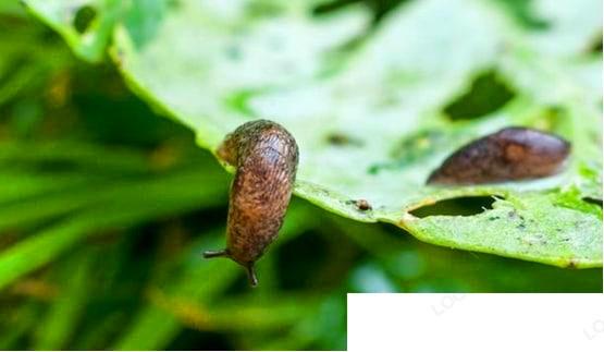 怎么彻底消灭菜地里的鼻涕虫