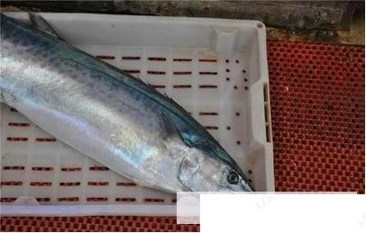 怎么看鲅鱼新鲜不新鲜