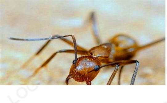 怎么能彻底消灭家里的红蚂蚁