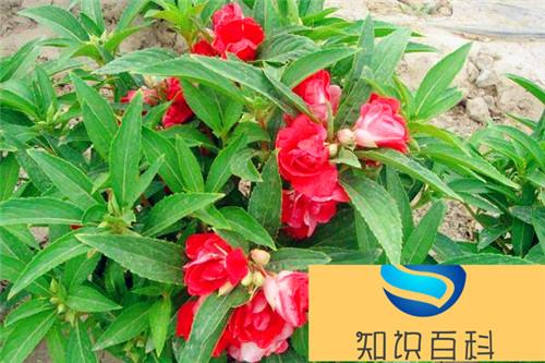 茶花凤仙图片大全 茶花凤仙是凤仙花吗