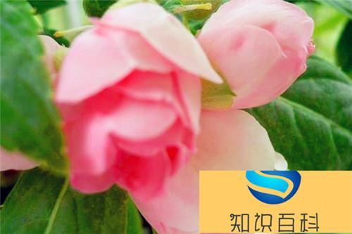 茶花凤仙图片大全 茶花凤仙是凤仙花吗