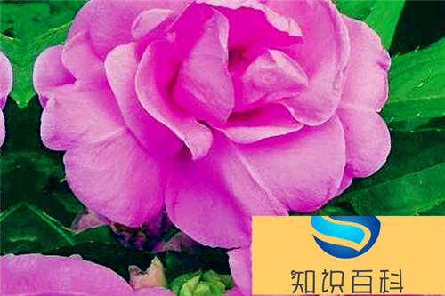 茶花凤仙图片大全 茶花凤仙是凤仙花吗