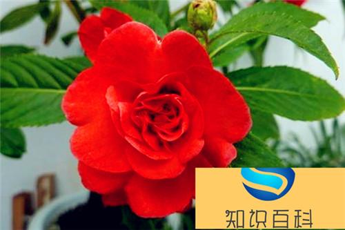茶花凤仙图片大全 茶花凤仙是凤仙花吗