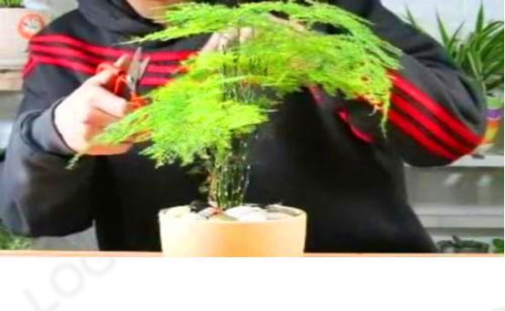 水培文竹叶子发黄怎么处理