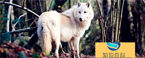 什么动物是狼的天敌，灭绝的狼亚种有哪些