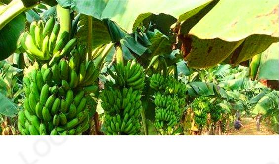 香蕉没有种子怎么种植
