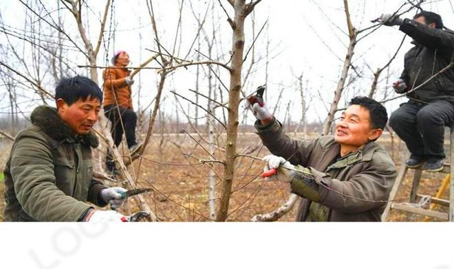 桃树什么时候修剪合适