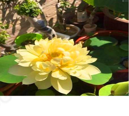 怎么养佛花千瓣金莲