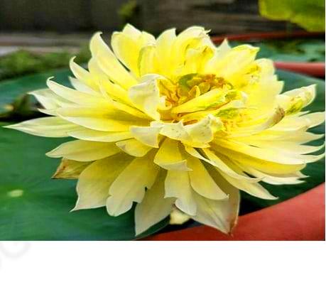 怎么养佛花千瓣金莲