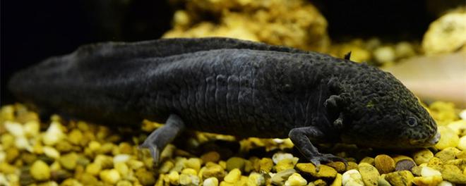 摄图网_305856709_黑色Salamande海洋生物鱼缸水族馆Axolotl游泳水下摄影墨西哥Axolotl（企业商用）_副本.jpg