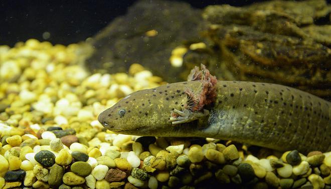 摄图网_305754292_棕色萨拉曼德海洋生物鱼缸水族馆Axolotl游泳水下摄影墨西哥Axolotl（企业商用）_副本.jpg