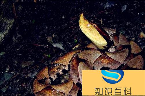 五步蛇是保护动物吗 五步蛇属于国家几级保护动物