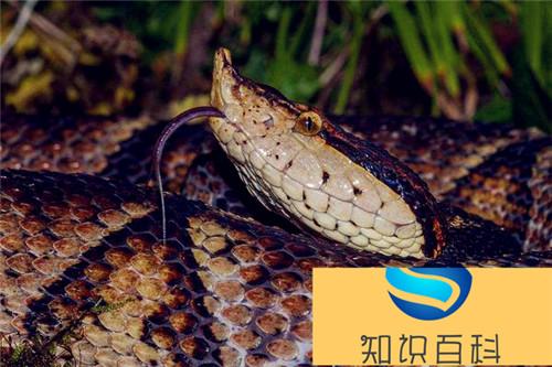 五步蛇是保护动物吗 五步蛇属于国家几级保护动物