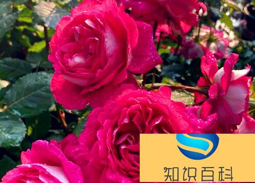 国际十大月季强香排行（值得养又好看的强香月季品种）