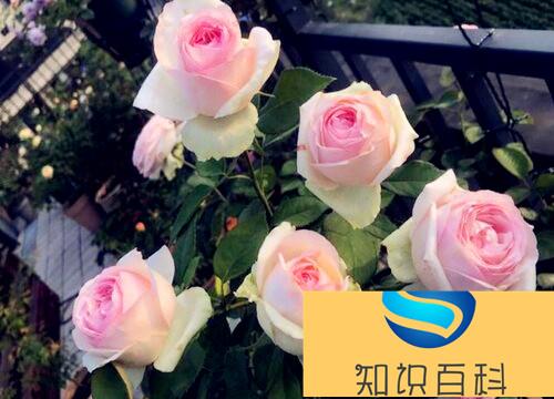 国际十大月季强香排行（值得养又好看的强香月季品种）