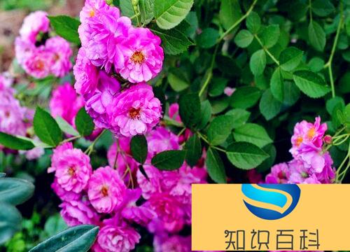 国际十大月季强香排行（值得养又好看的强香月季品种）