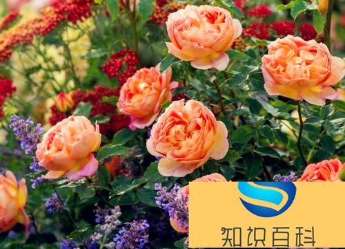 国际十大月季强香排行（值得养又好看的强香月季品种）