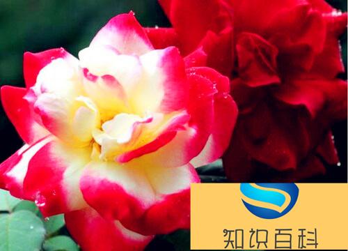 国际十大月季强香排行（值得养又好看的强香月季品种）