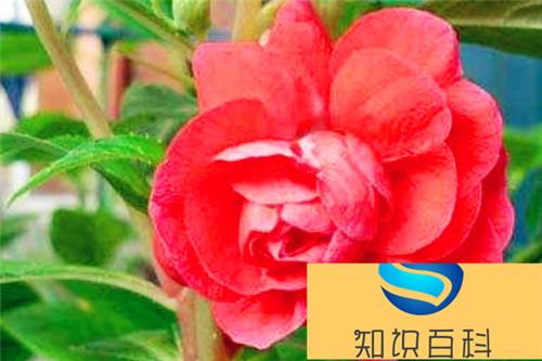 茶花凤仙有毒吗 茶花凤仙能放在室内卧室吗