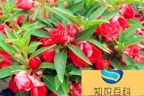 茶花凤仙有毒吗 茶花凤仙能放在室内卧室吗