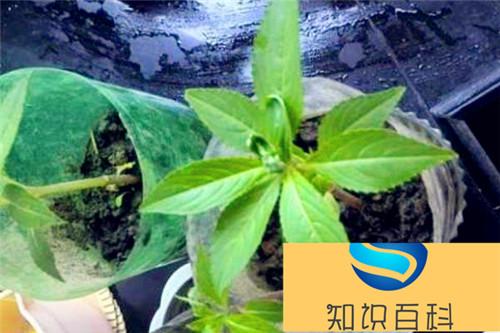 茶花凤仙有毒吗 茶花凤仙能放在室内卧室吗