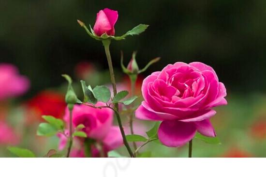 花期超长的8种月季