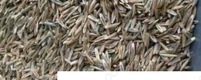 混播草籽是哪三种,一斤草籽能种多少平方