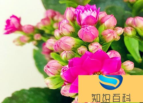 五颜六色的花有哪些品种（什么植物开出各种各样颜色花）